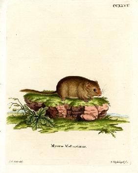 Hazel Dormouse