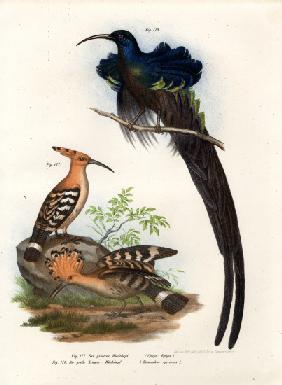 Hoopoe