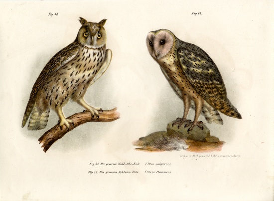 Horned Owl od German School, (19th century)