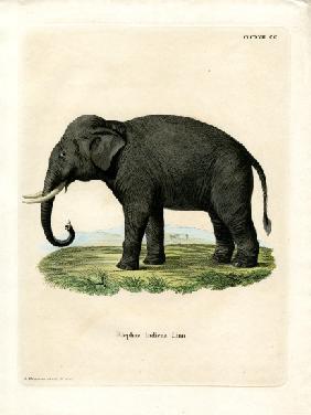 Indian Elephant