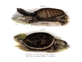 Indian Flap-shelled Turtle