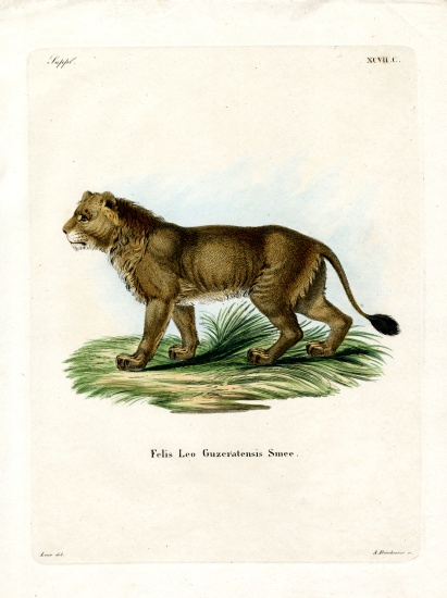 Indian Lion od German School, (19th century)