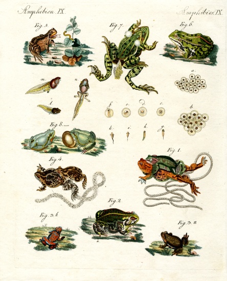 Indigenous frogs and toads od German School, (19th century)