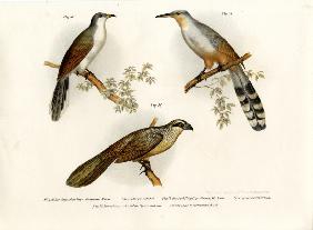 Jamaican Lizard Cuckoo