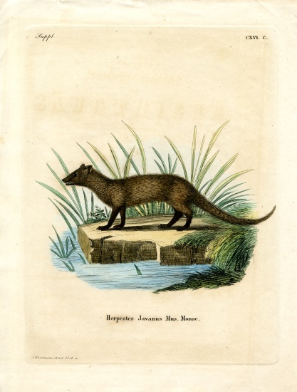 Javan Mongoose od German School, (19th century)