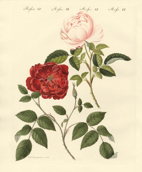 Kinds of roses od German School, (19th century)