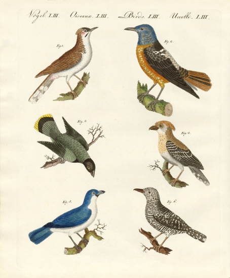 Kinds of shrikes -- or red-backed shrikes od German School, (19th century)