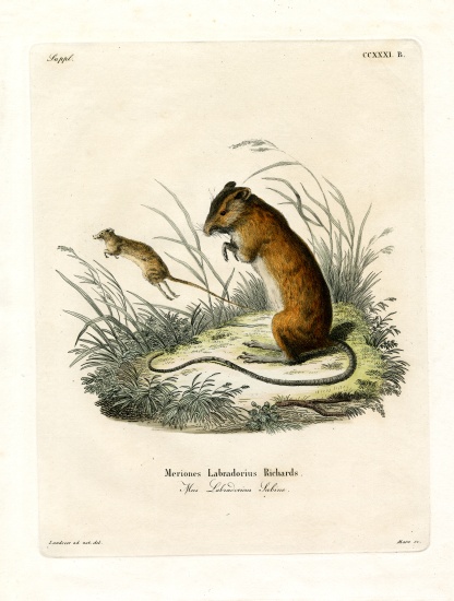 Labrador Jumping Mouse od German School, (19th century)