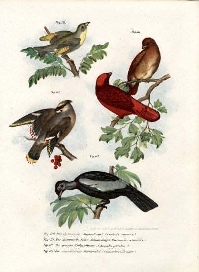 Leiothrix Bird od German School, (19th century)