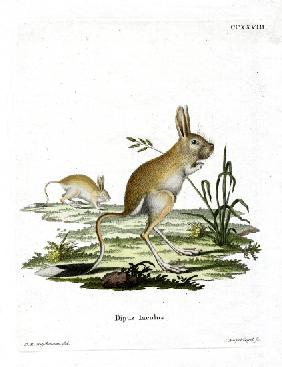 Lesser Egyptian Jerboa