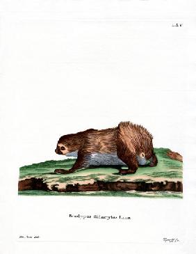 Linnaeus's Two-toed Sloth