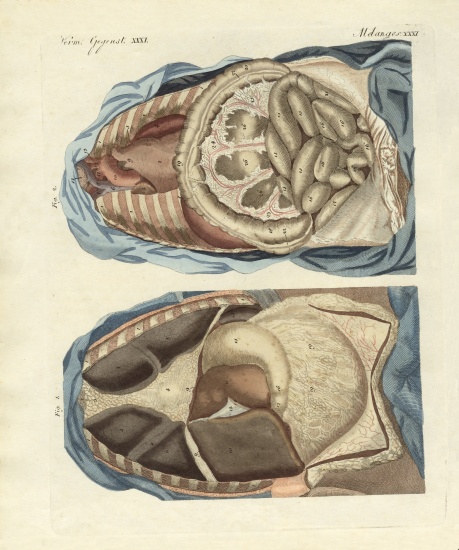 Location of intestines in the human body od German School, (19th century)