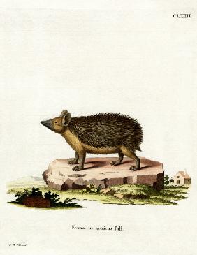 Long-eared Hedgehog