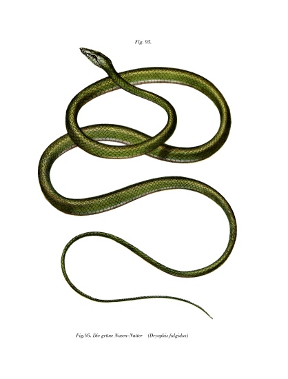 Long-nosed Tree Snake od German School, (19th century)