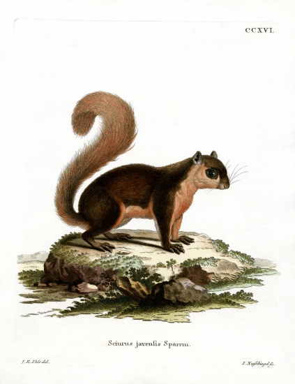Malayan Squirrel od German School, (19th century)