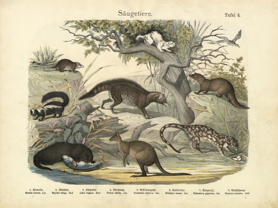 Mammals, c.1860 od German School, (19th century)