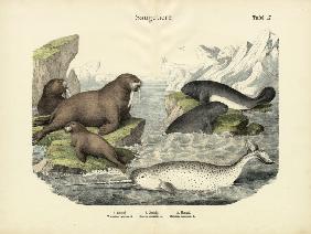 Mammals, c.1860