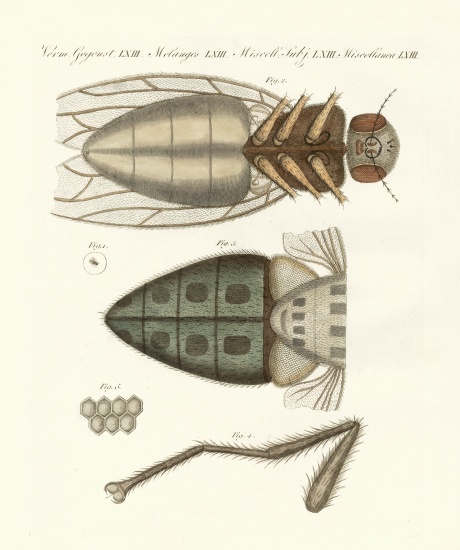 Microscopic view of the housefly od German School, (19th century)