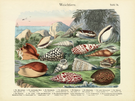 Molluscs, c.1860 od German School, (19th century)