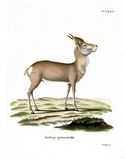 Mongolian Gazelle od German School, (19th century)
