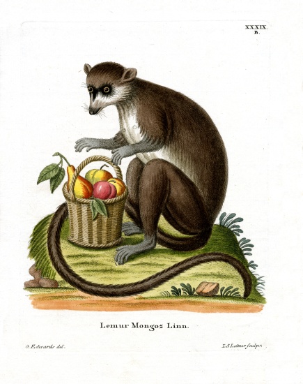 Mongoose Lemur od German School, (19th century)