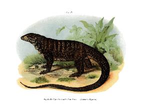 Monitor Lizard