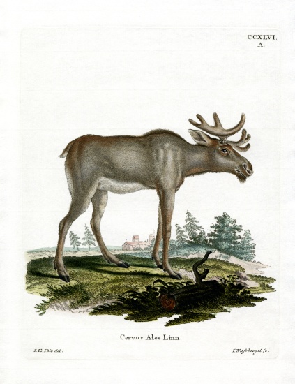 Moose od German School, (19th century)