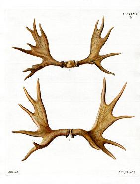 Moose Antlers