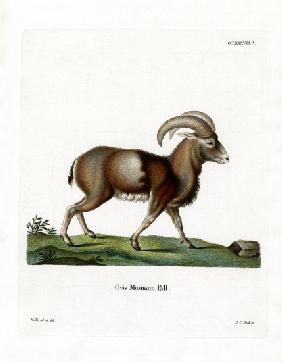 Mouflon