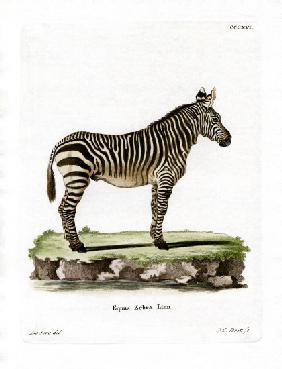 Mountain Zebra