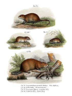 Muskrat