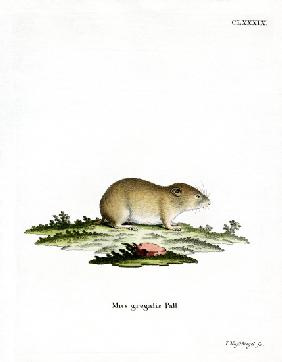 Narrow-headed Vole