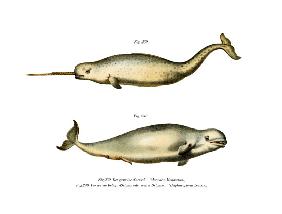 Narwhal