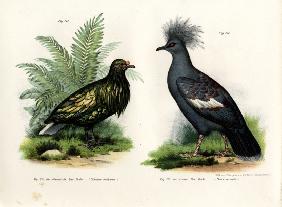 Nicobar Pigeon