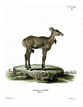 Nilgai