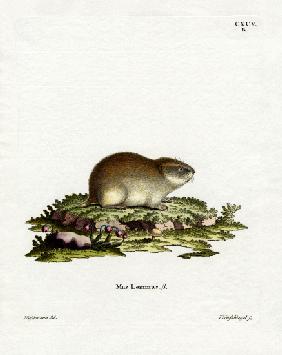 Norway Lemming