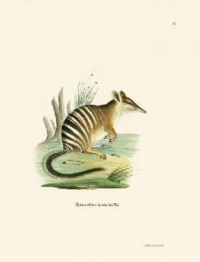 Numbat