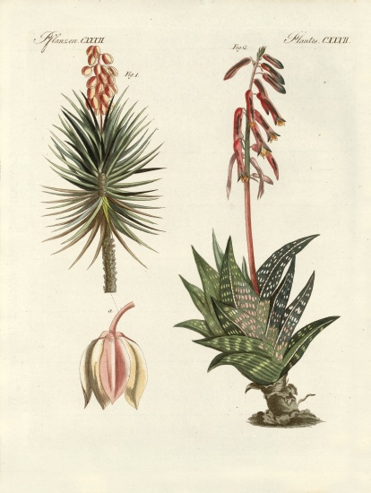 Ornamental plant od German School, (19th century)