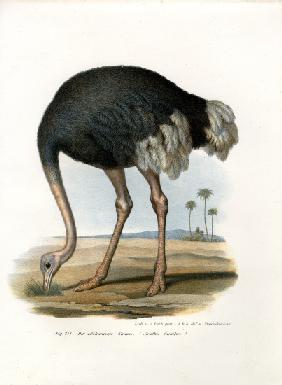 Ostrich