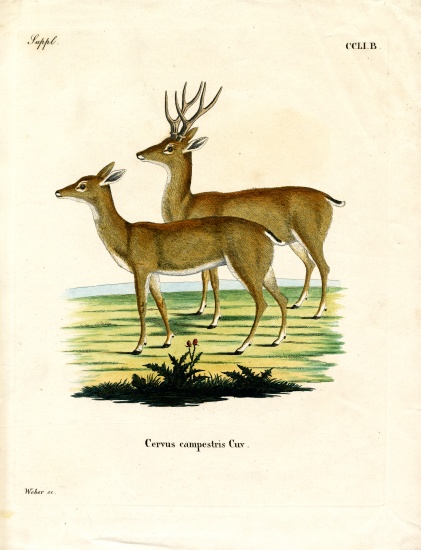 Pampas Deer od German School, (19th century)