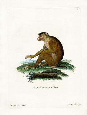 Pig-tailed Macaque