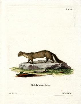 Pine Marten