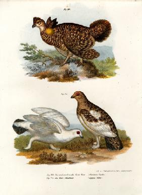 Pinnated Grouse