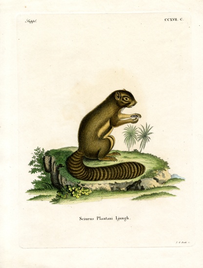 Plantain Squirrel od German School, (19th century)