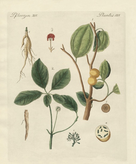 Plants from hot countries od German School, (19th century)