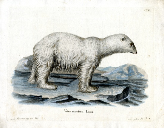Polar Bear od German School, (19th century)