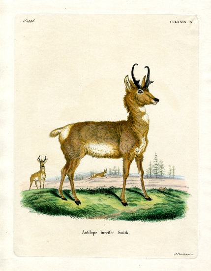 Pronghorn Antelope od German School, (19th century)