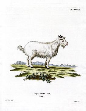 Pygmy Goat