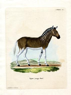 Quagga