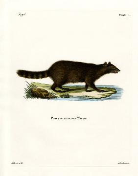 Raccoon